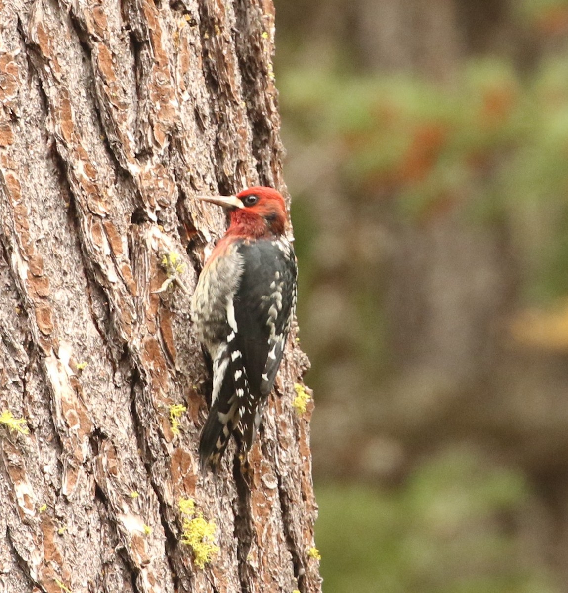 Red-breasted Sapsucker - ML643506087