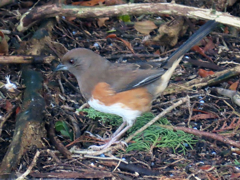 Eastern Towhee (Red-eyed) - ML643506088