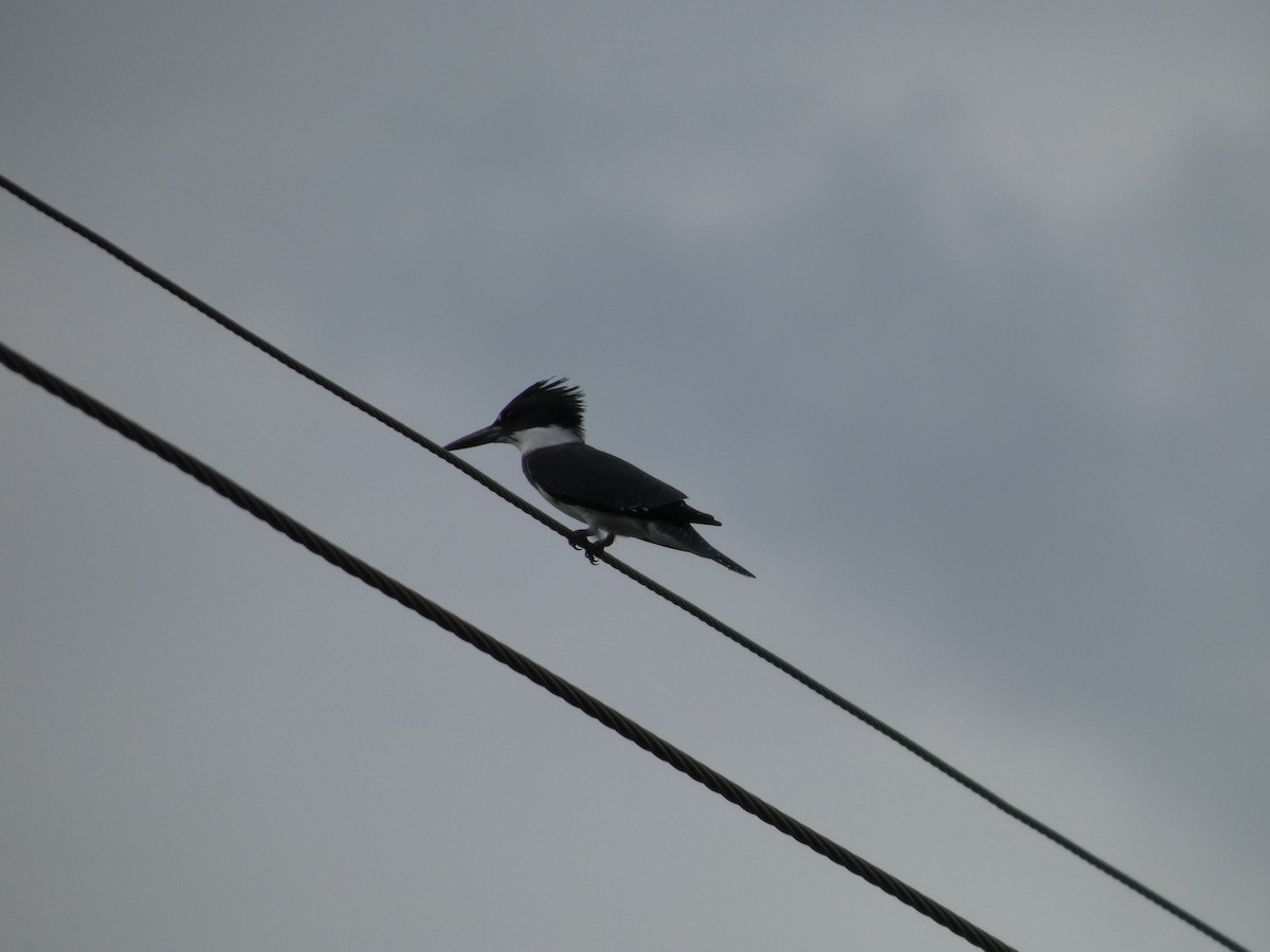 Belted Kingfisher - ML643506089