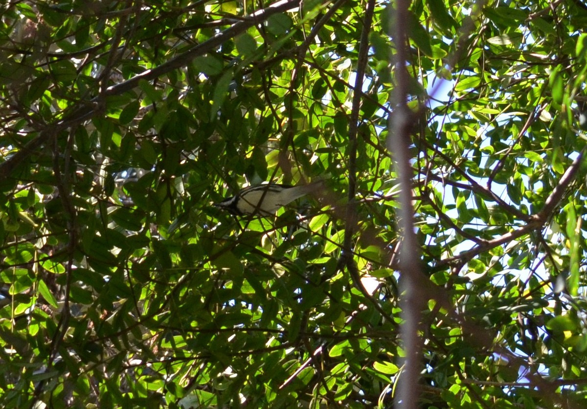 Black-throated Gray Warbler - ML643506098