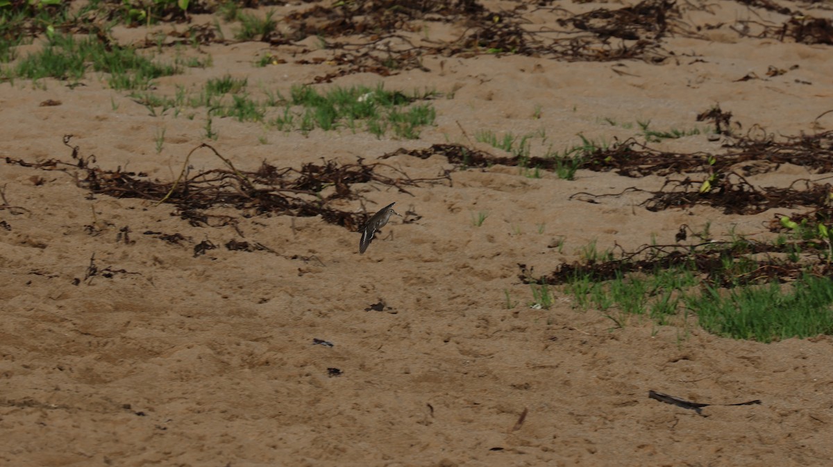 Spotted Sandpiper - ML643506099