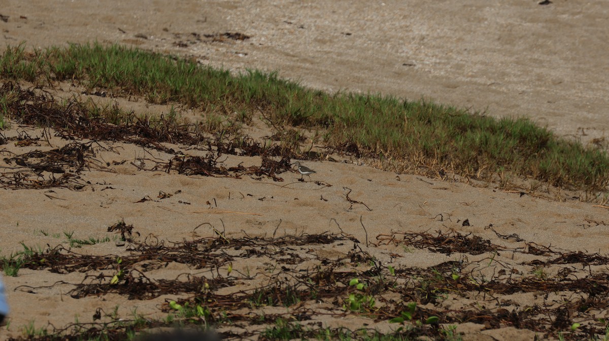 Spotted Sandpiper - ML643506100