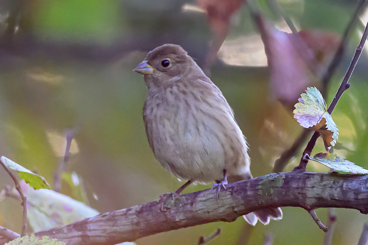 Indigo Bunting - ML643506101