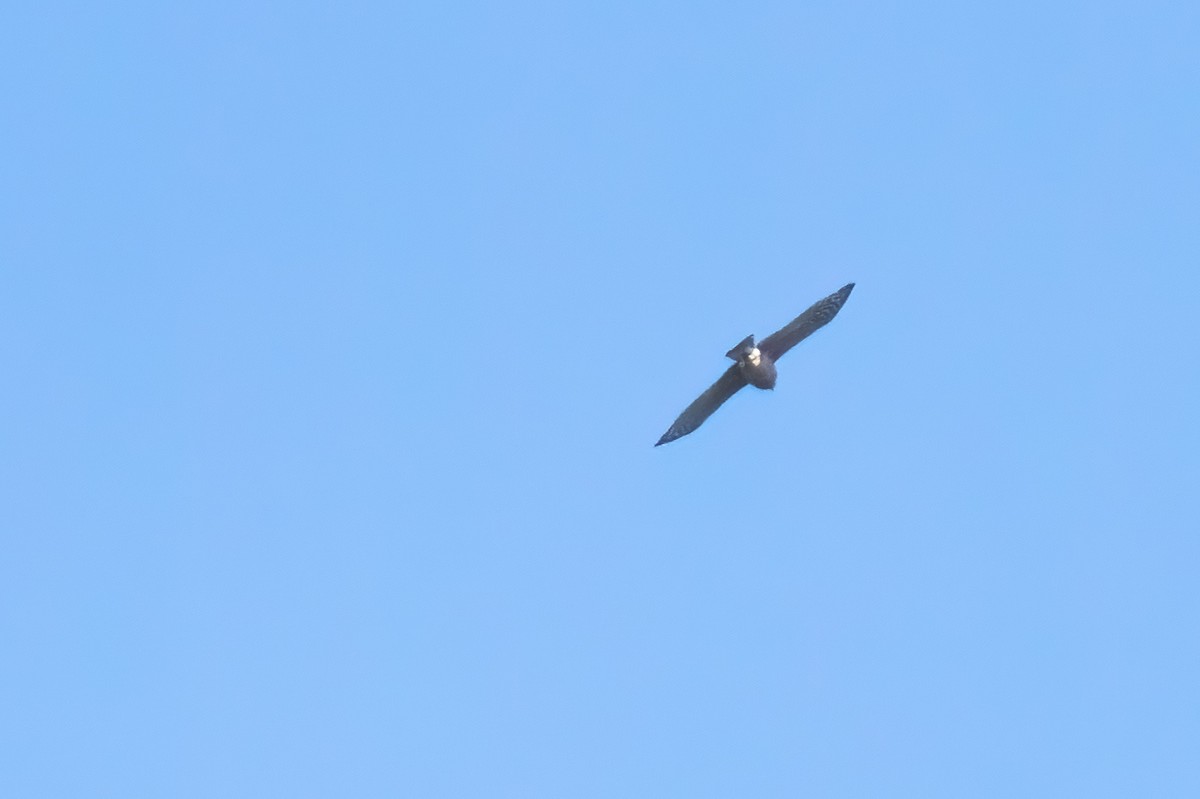 Cooper's Hawk - ML643506103