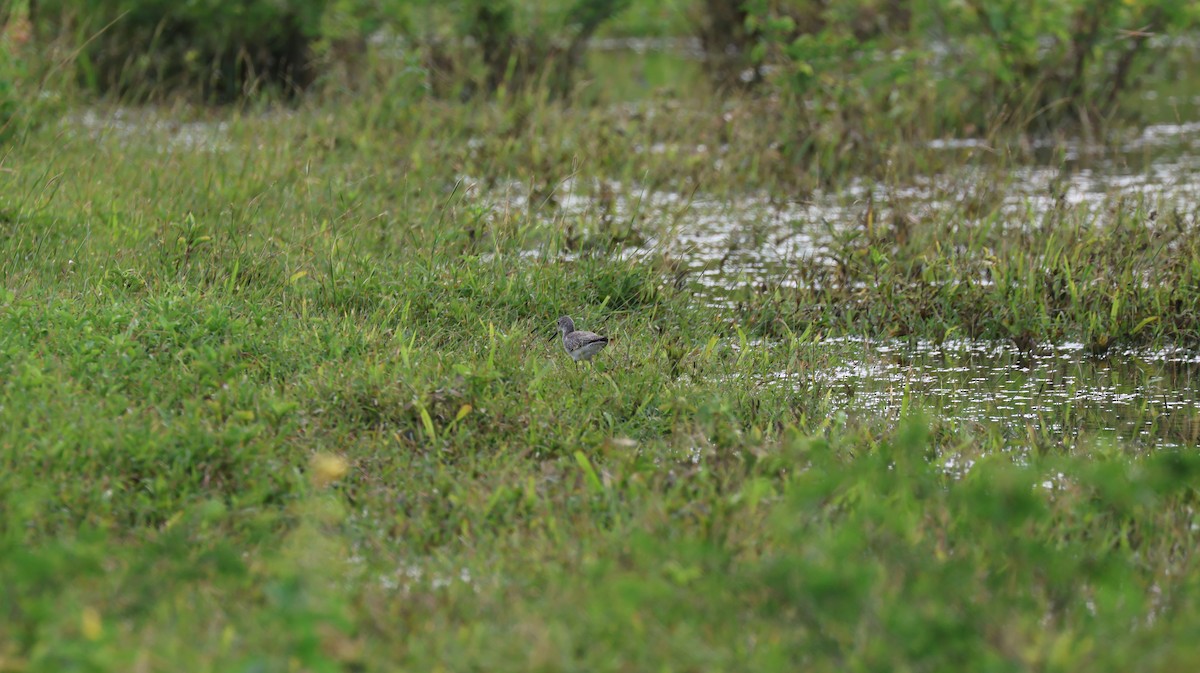 Pectoral Sandpiper - ML643506106
