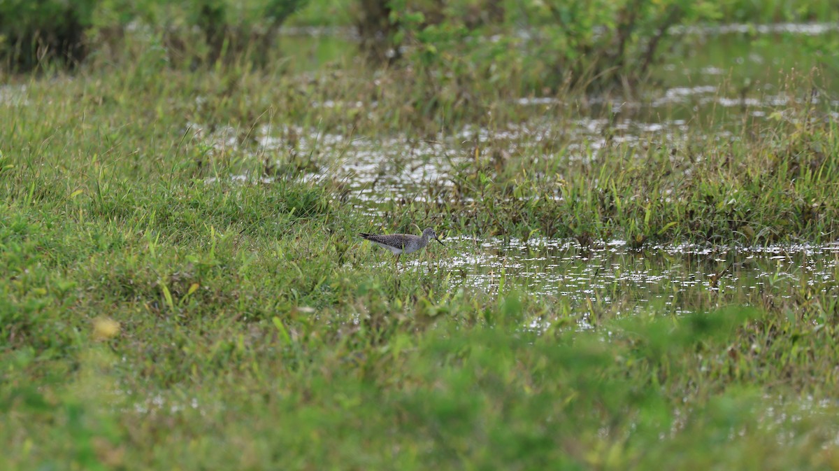 Pectoral Sandpiper - ML643506107