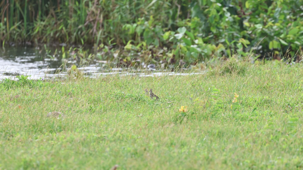 Pectoral Sandpiper - ML643506108