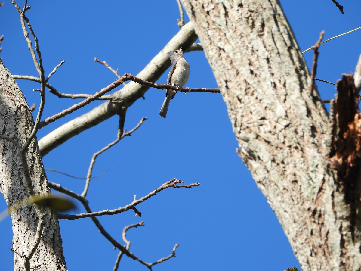 Tufted Titmouse - ML643506109
