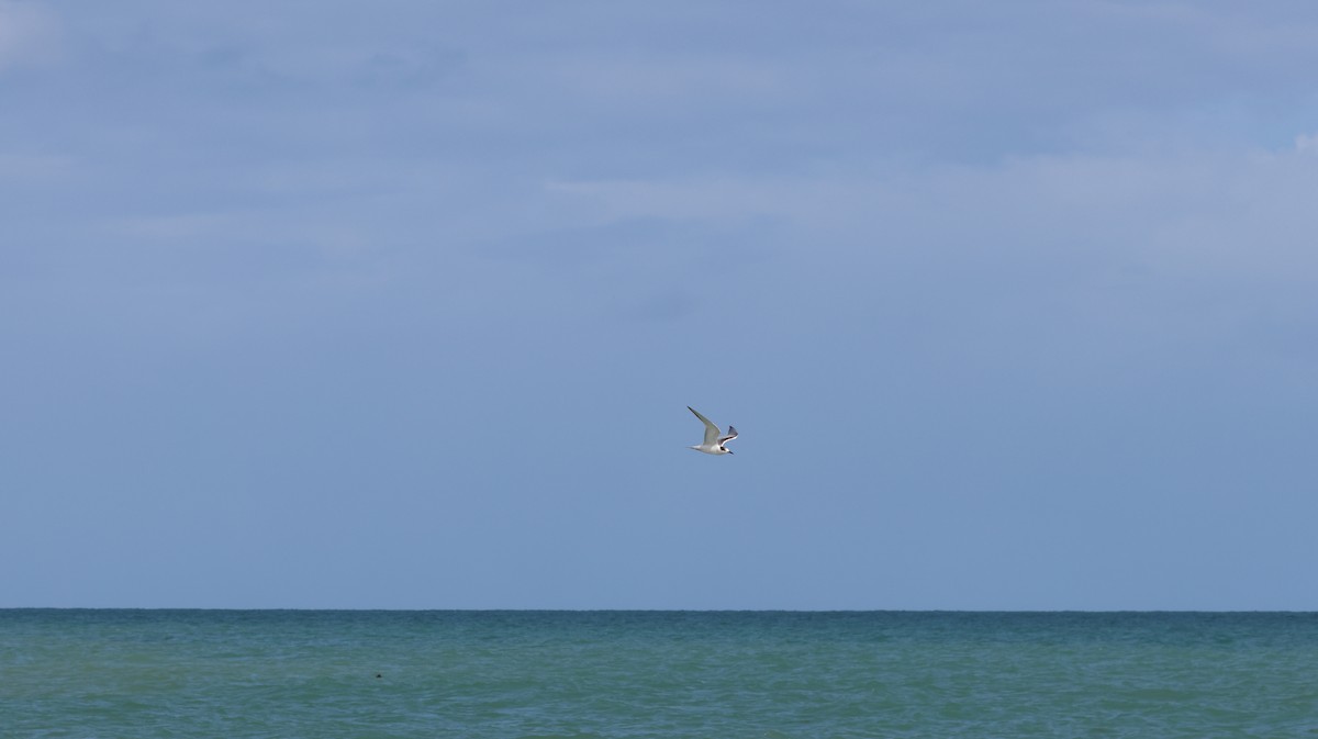 Common Tern - ML643506120