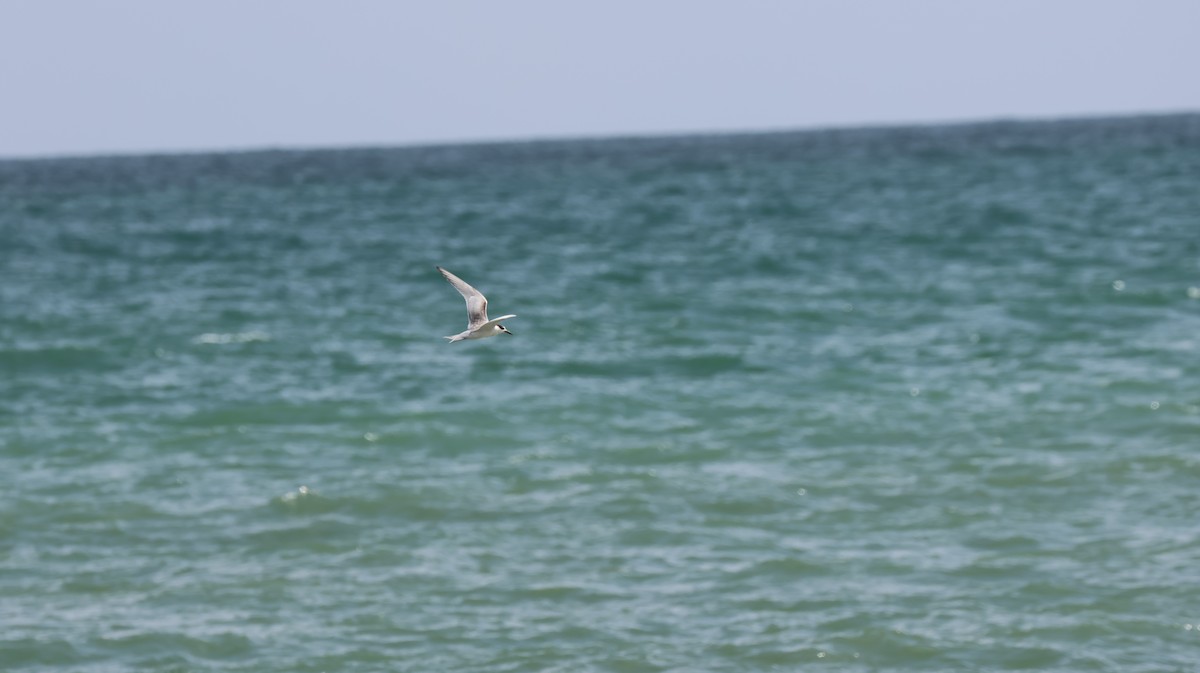 Common Tern - ML643506123