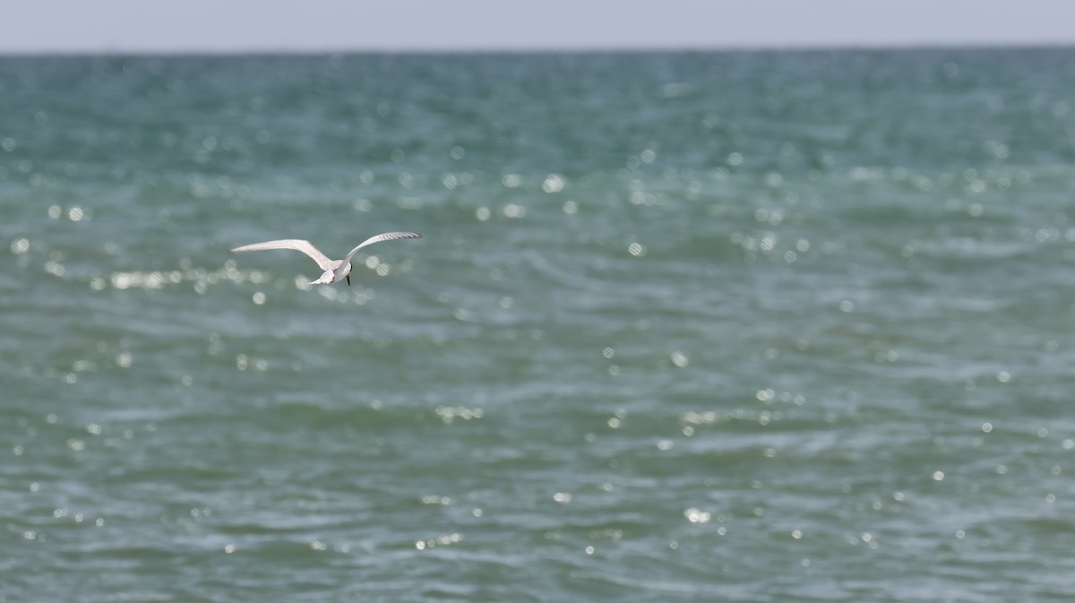 Common Tern - ML643506124
