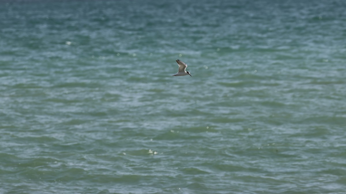 Common Tern - ML643506125