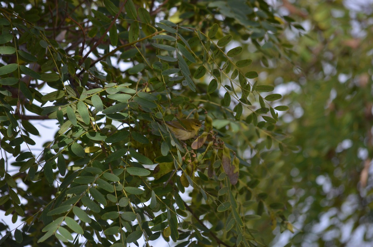 Tennessee Warbler - ML643506126