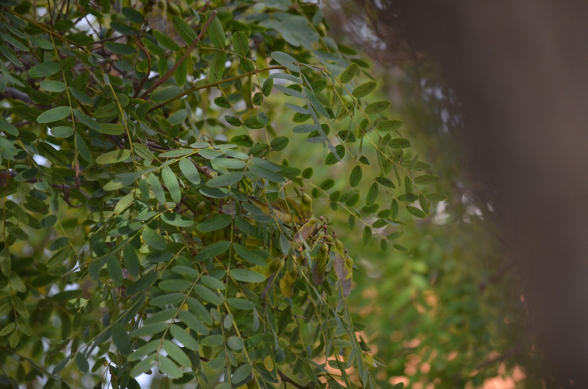 Tennessee Warbler - ML643506127