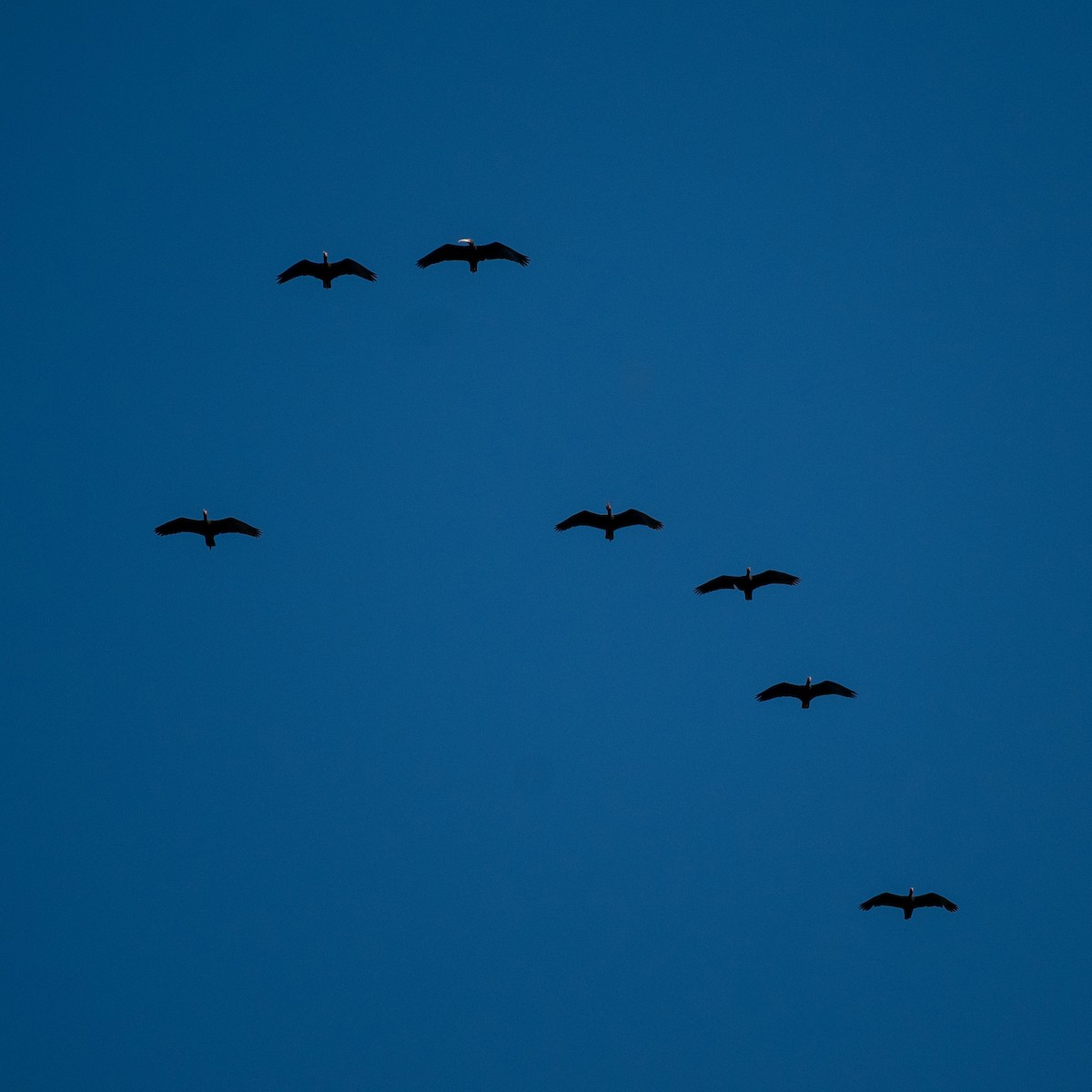 Bare-faced Ibis - ML643506131
