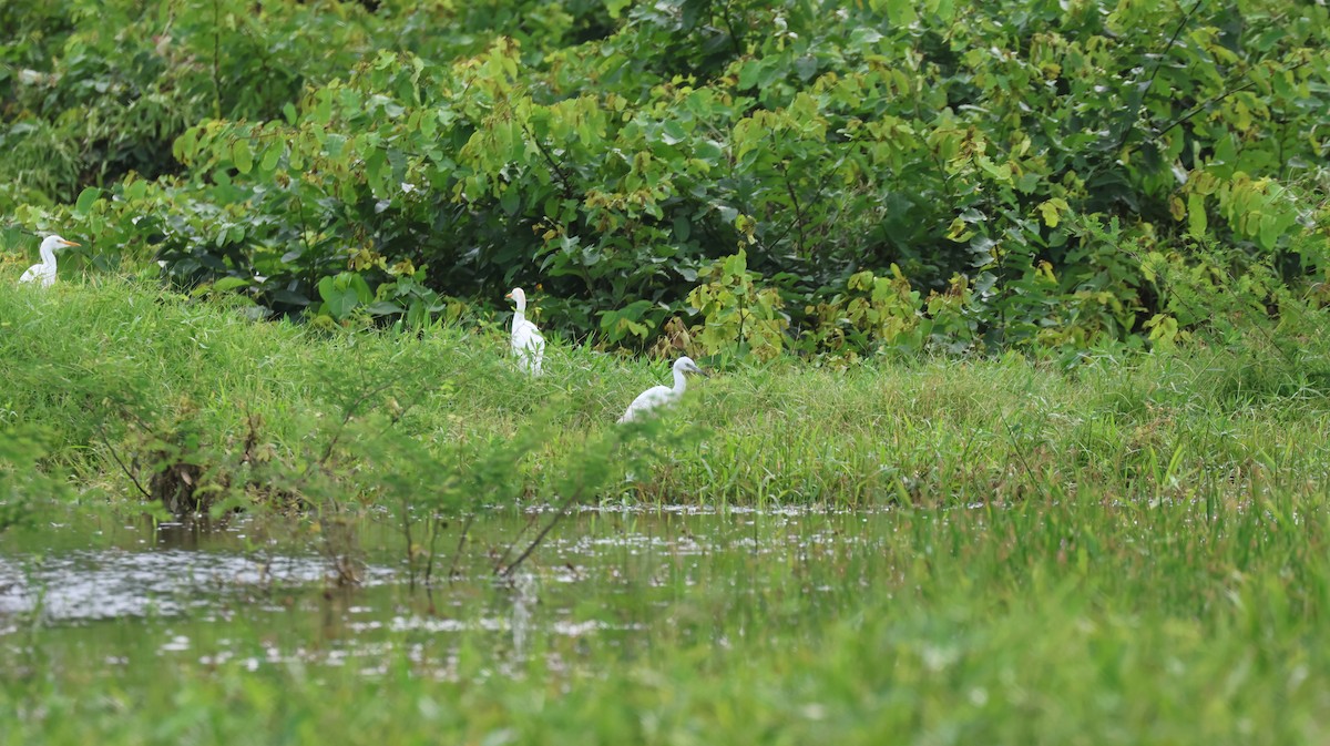 Little Blue Heron - ML643506135