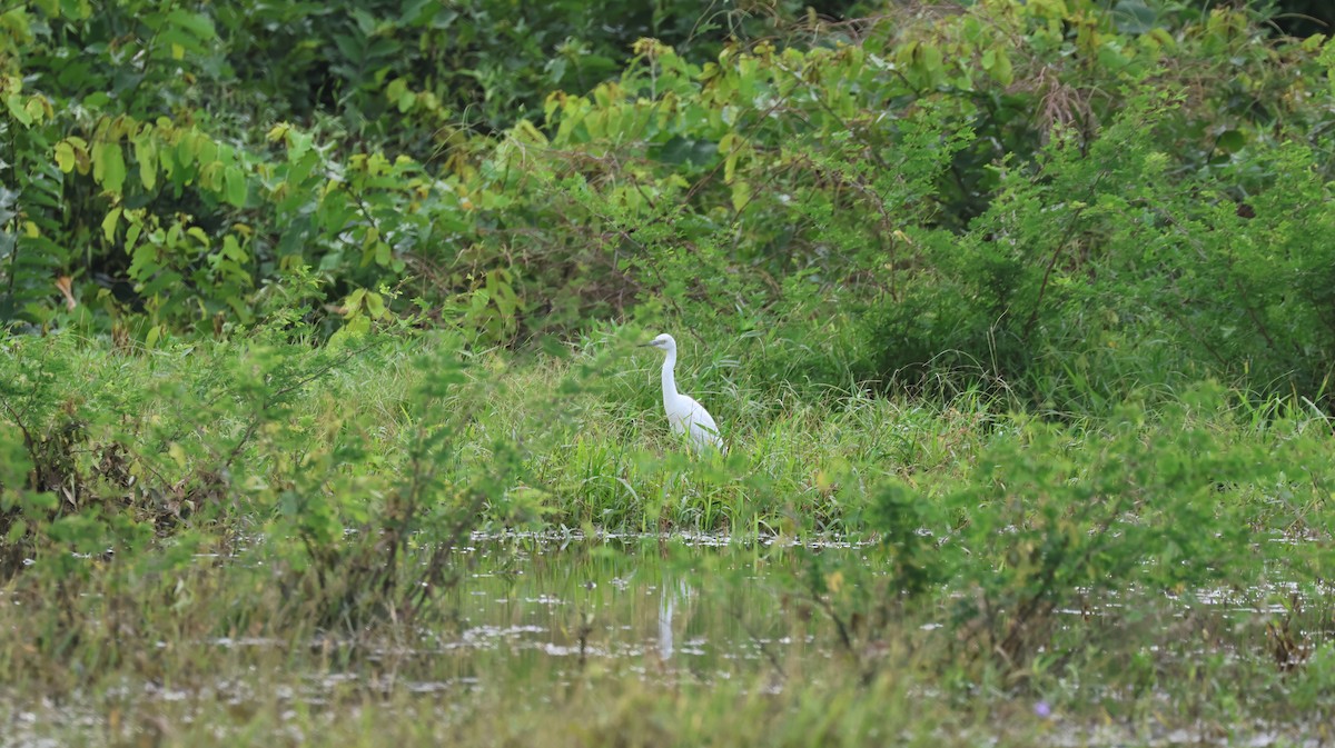 Little Blue Heron - ML643506136