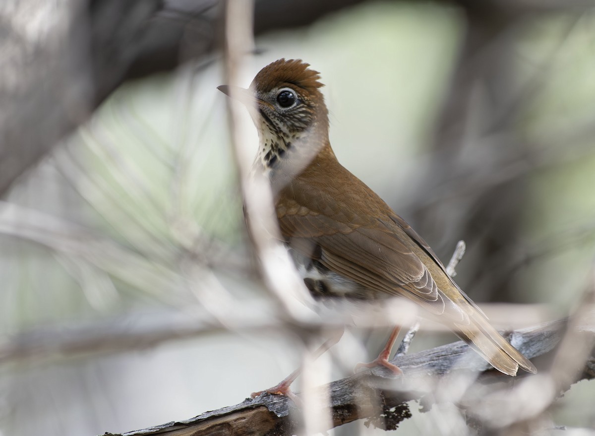 Wood Thrush - ML643506139