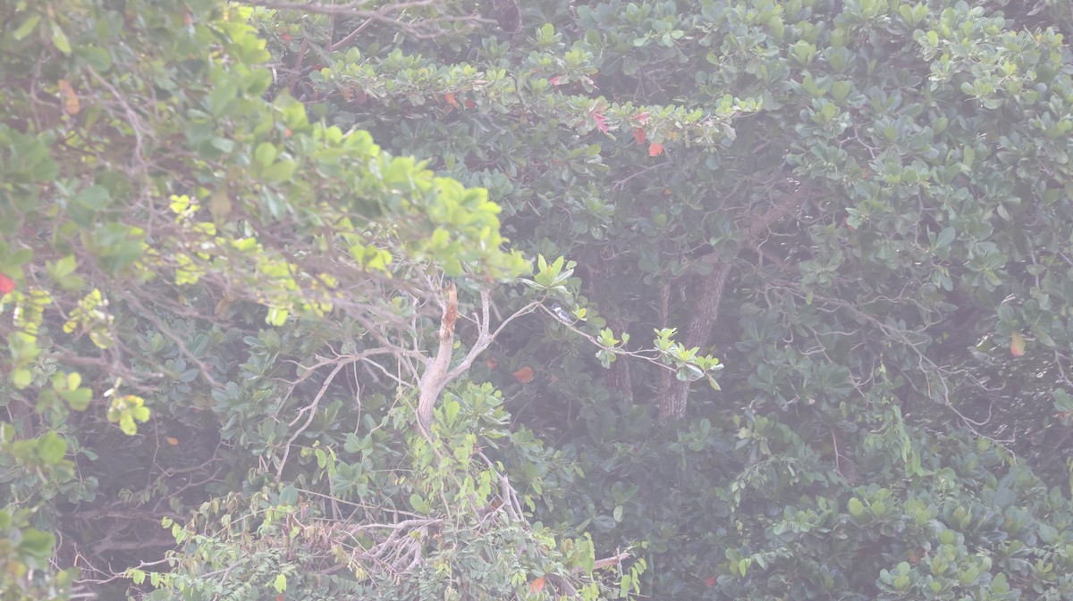 Belted Kingfisher - ML643506144