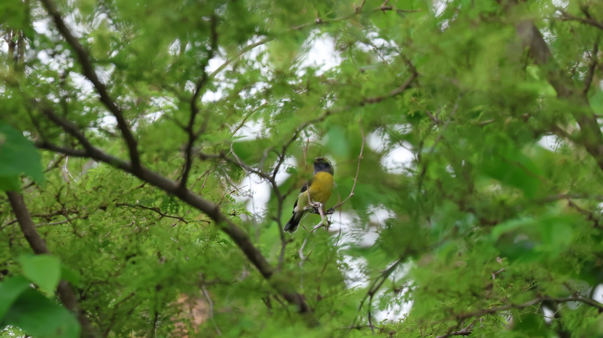 Bananaquit - ML643506156