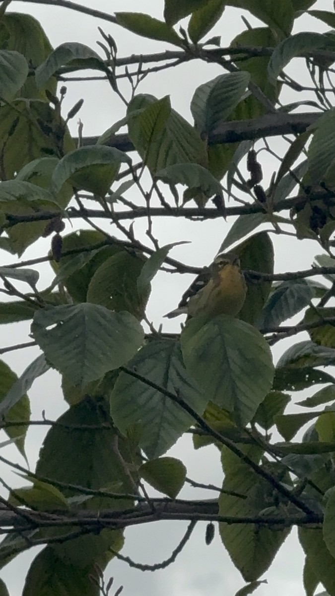 Blackburnian Warbler - ML643506160