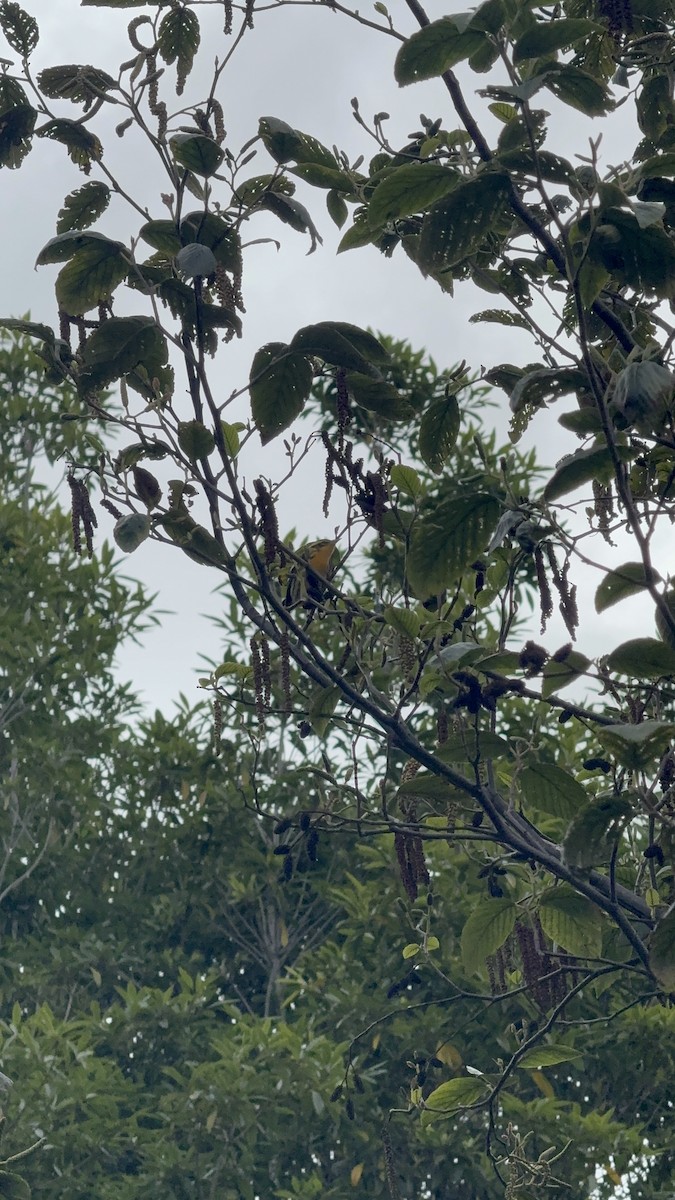 Blackburnian Warbler - ML643506161
