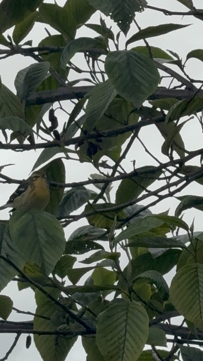 Blackburnian Warbler - ML643506162
