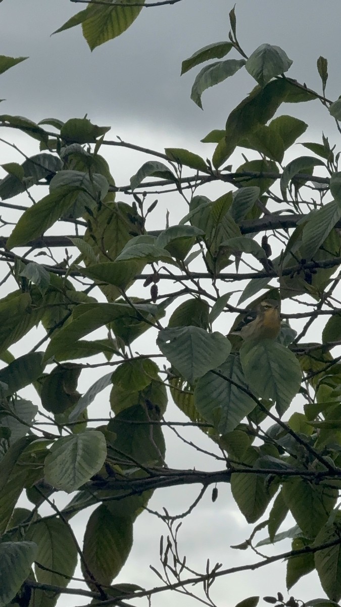 Blackburnian Warbler - ML643506163