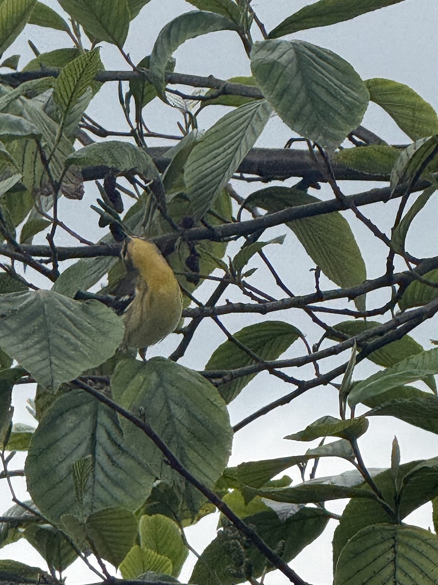 Blackburnian Warbler - ML643506164