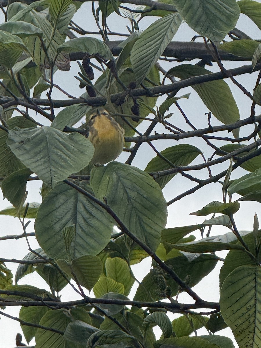 Blackburnian Warbler - ML643506165