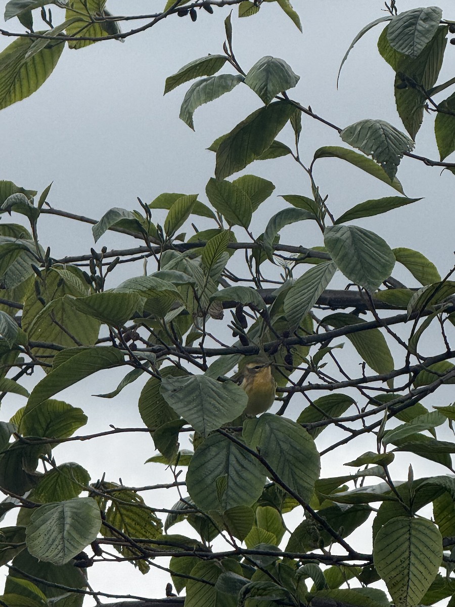 Blackburnian Warbler - ML643506166
