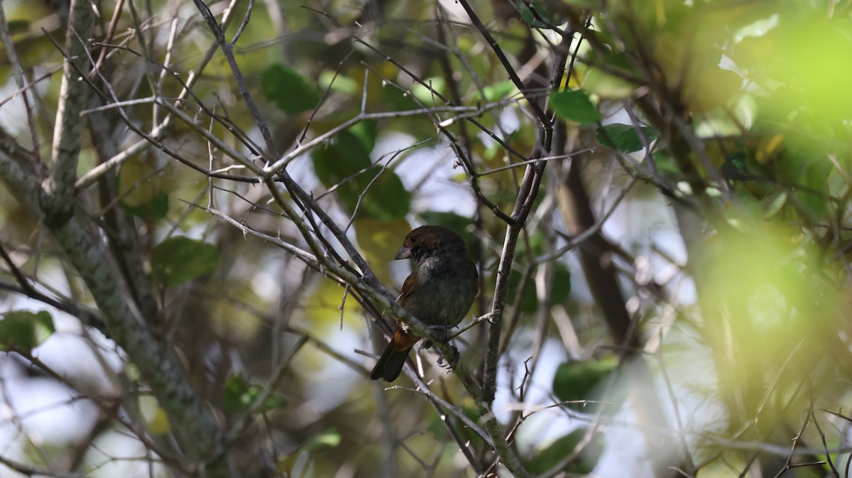Black-faced Grassquit - ML643506168