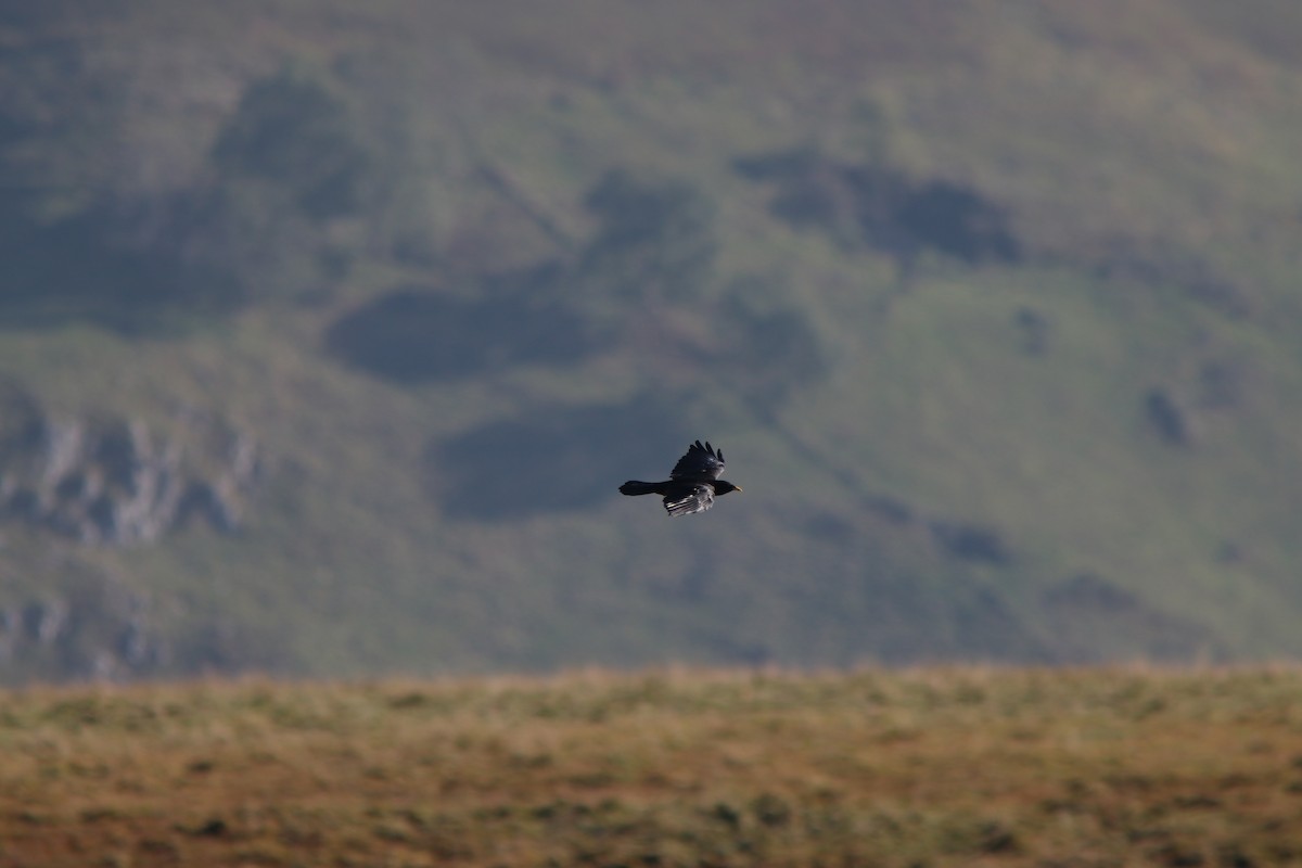Yellow-billed Chough - ML643506169