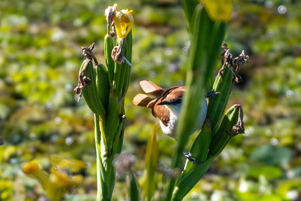Yellow-chinned Spinetail - ML643506172