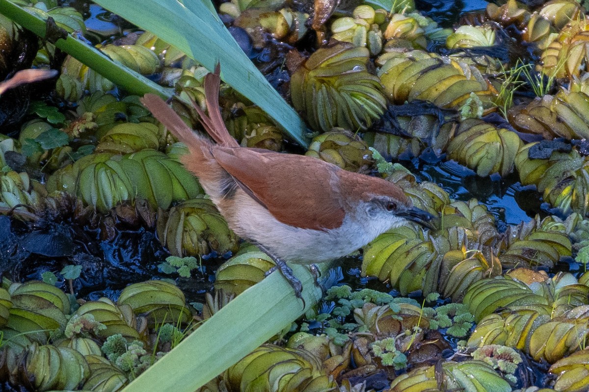 Yellow-chinned Spinetail - ML643506173