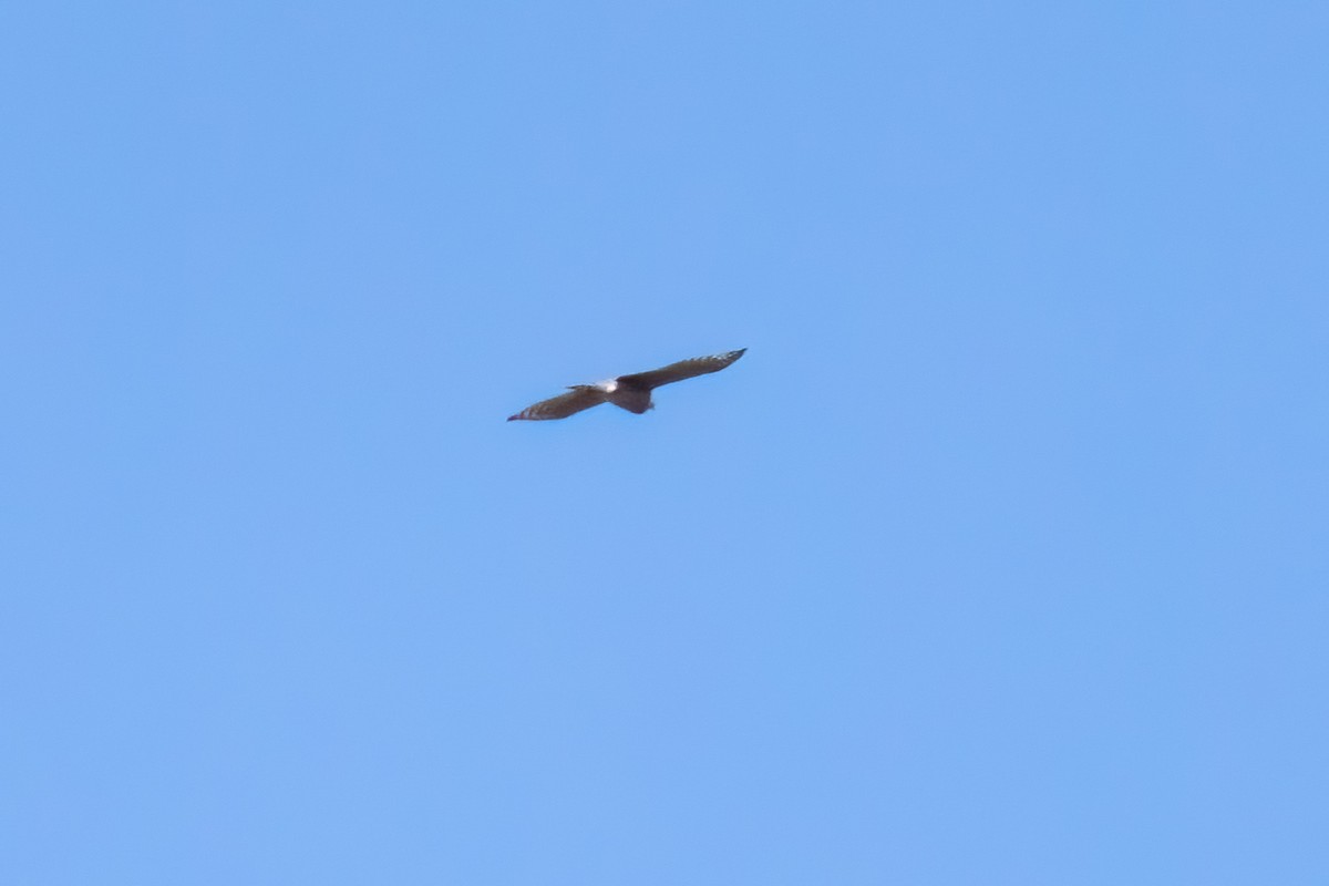 Cooper's Hawk - ML643506174