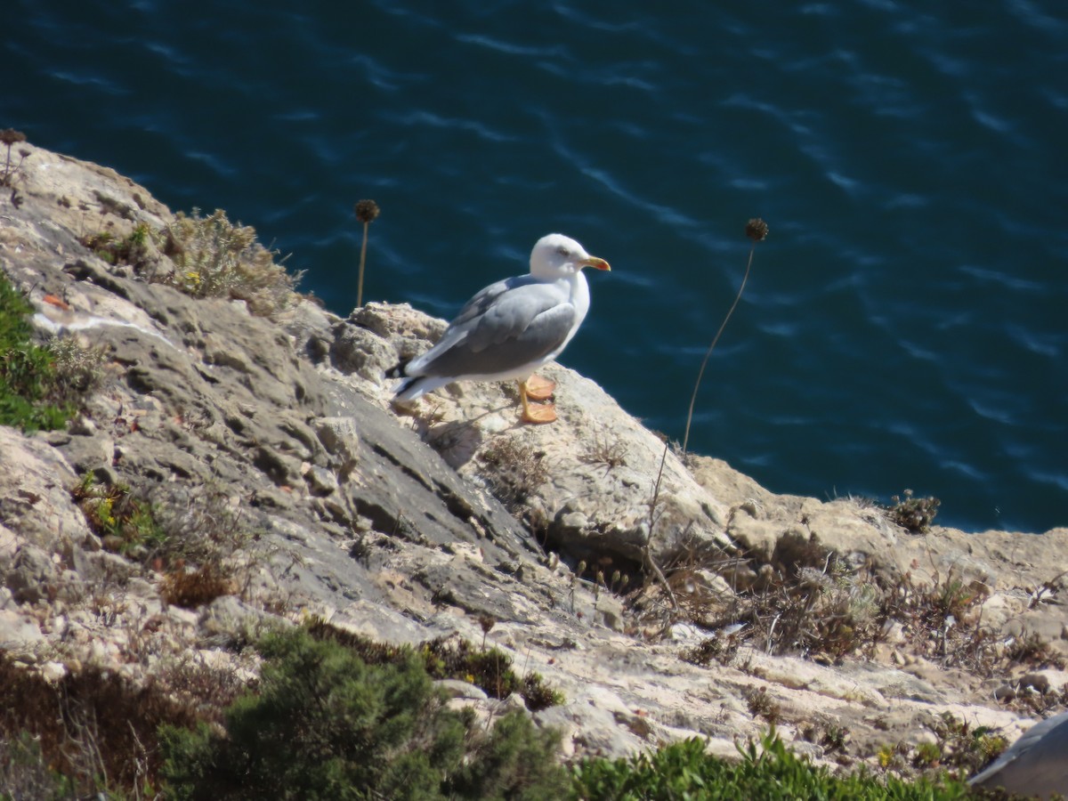 Yellow-legged Gull - ML643506178