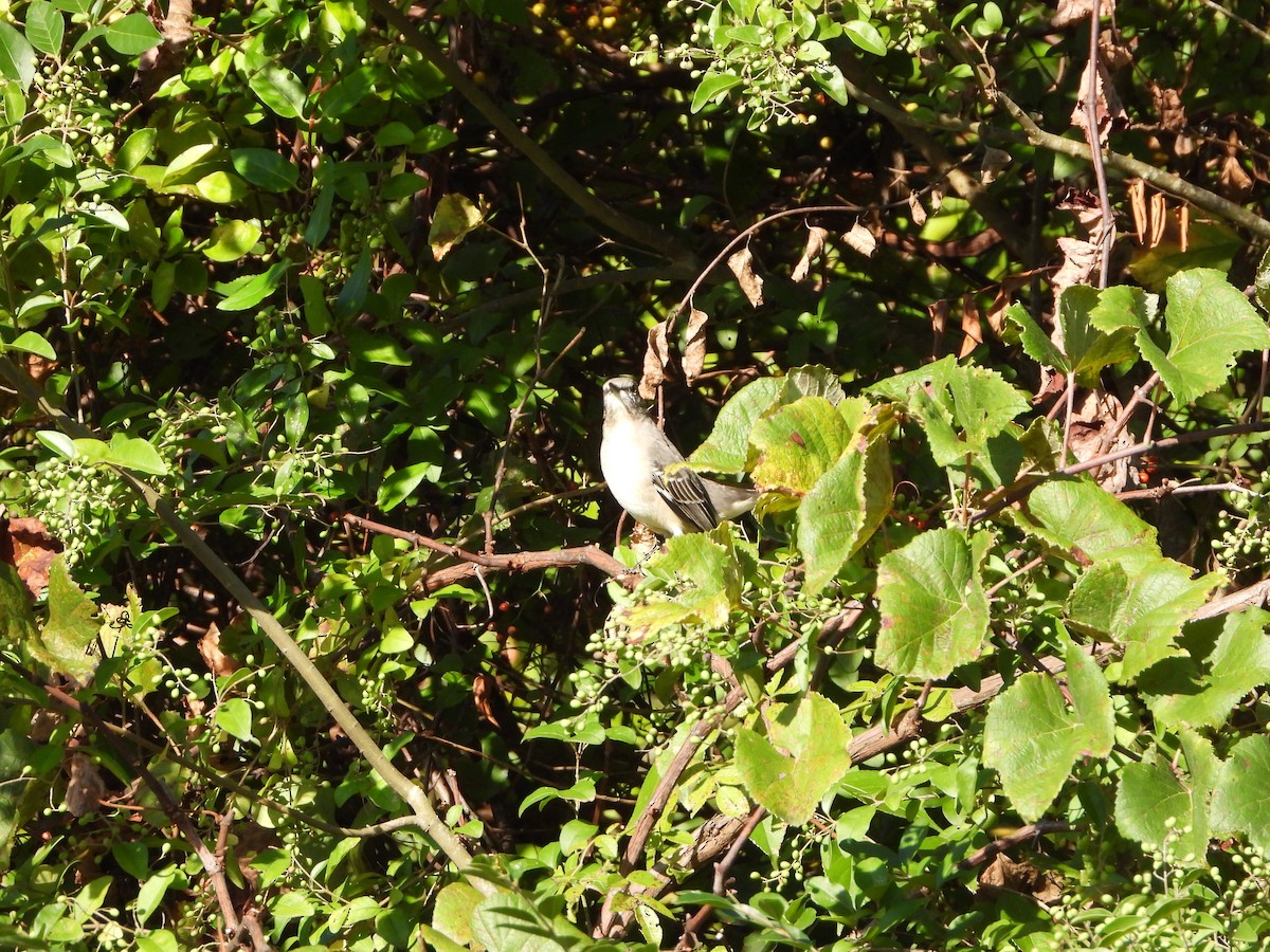 Northern Mockingbird - ML643506187