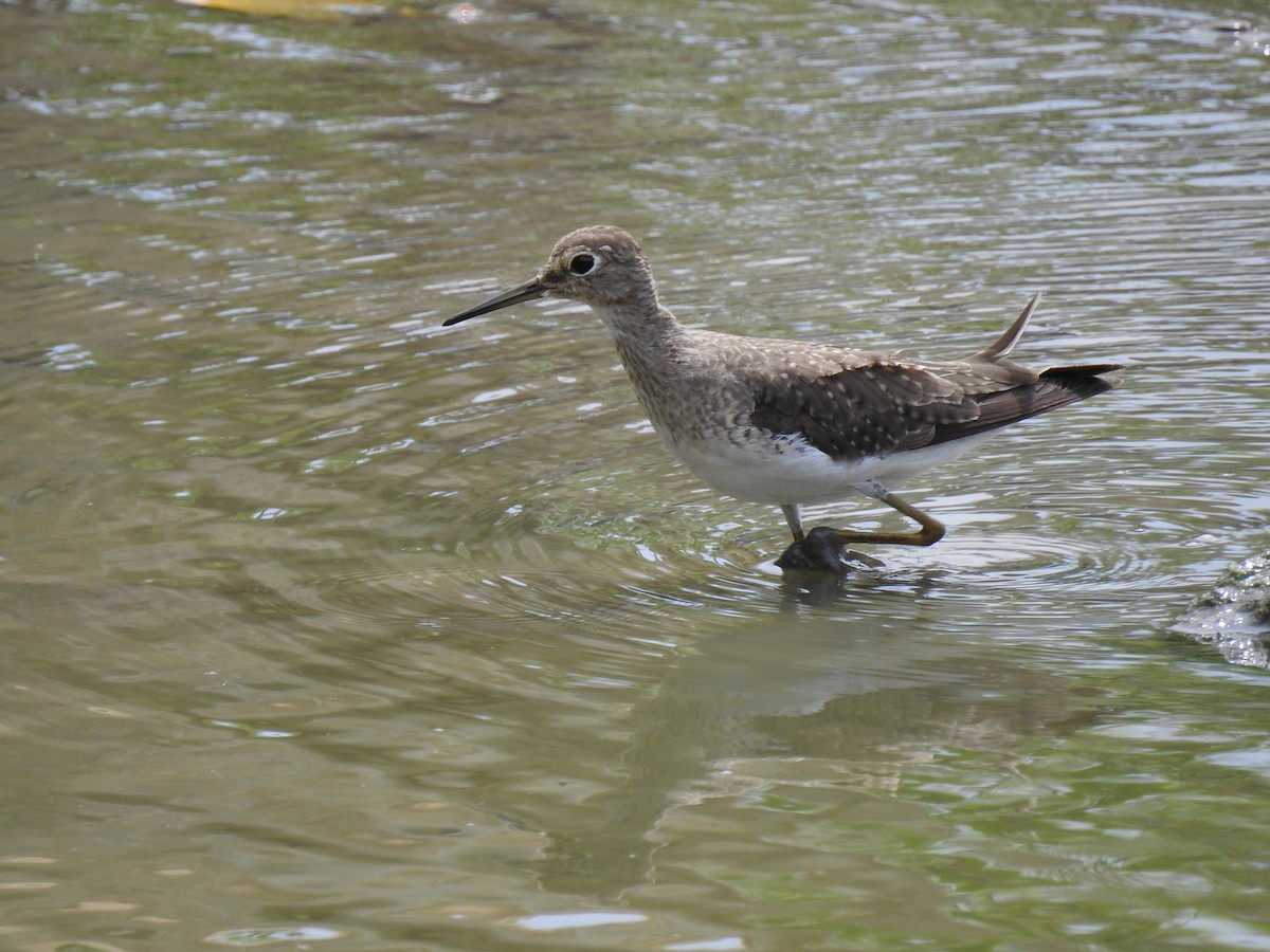 Solitary Sandpiper - ML643506188
