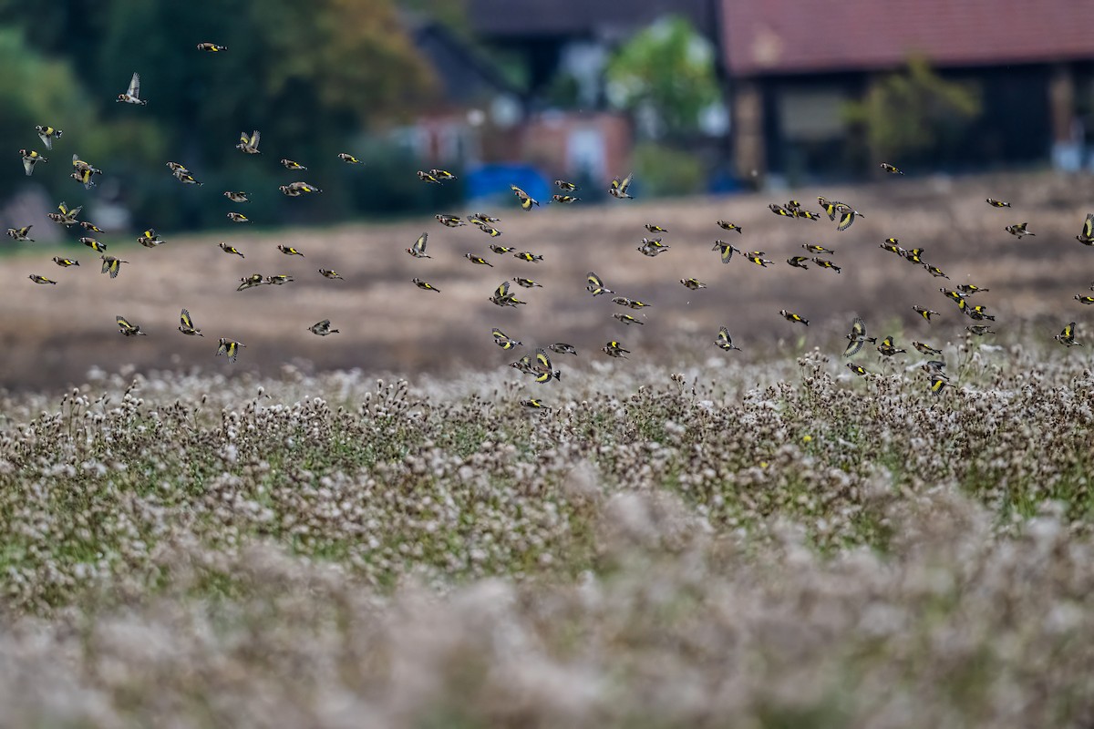 European Goldfinch - ML643506191