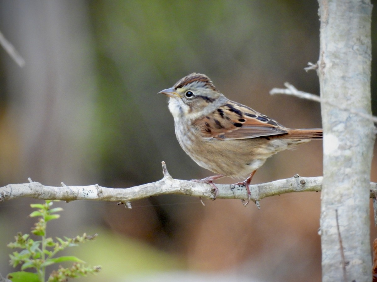 Swamp Sparrow - ML643506192