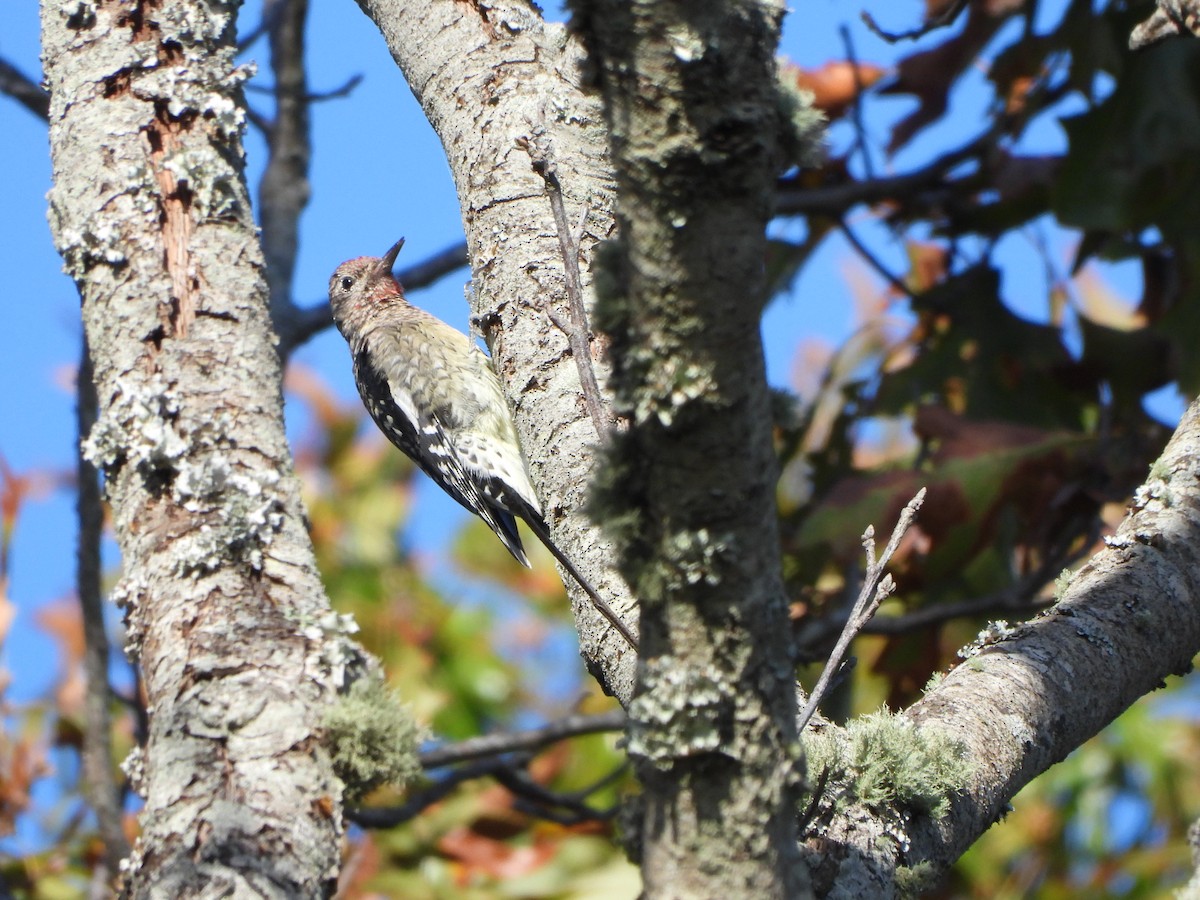 Yellow-bellied Sapsucker - ML643506194