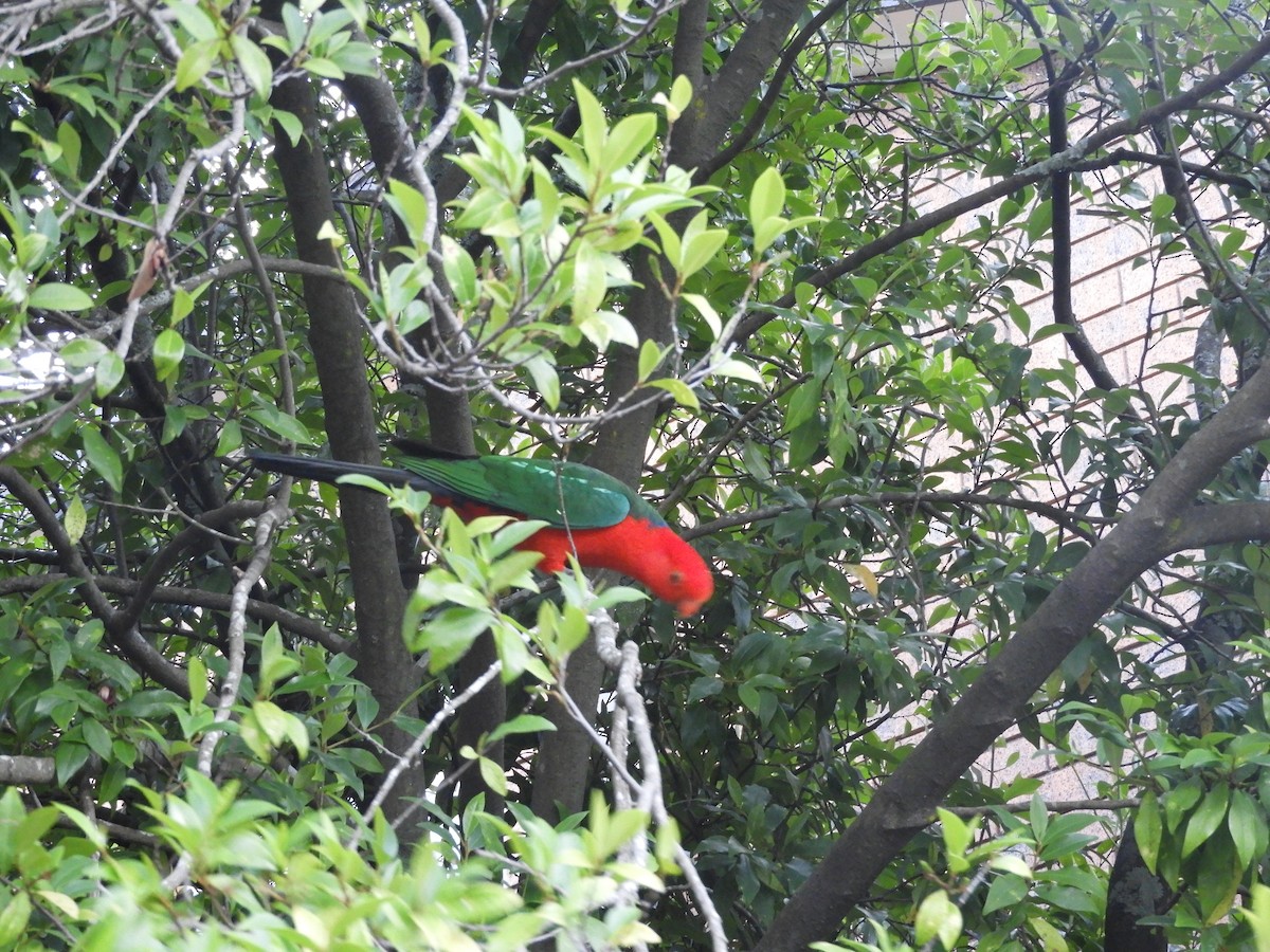 Australian King-Parrot - ML643506198