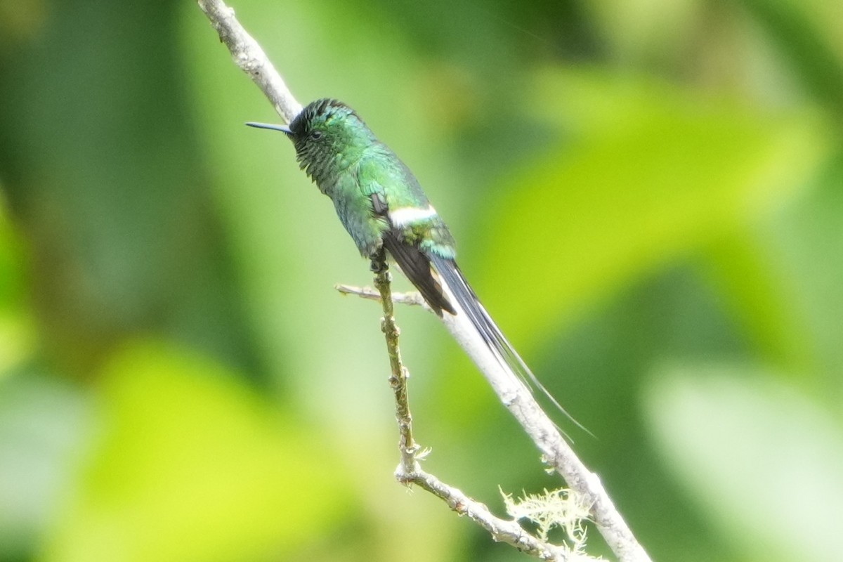 Green Thorntail - ML643506199
