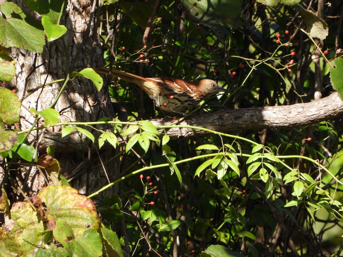 Brown Thrasher - ML643506202