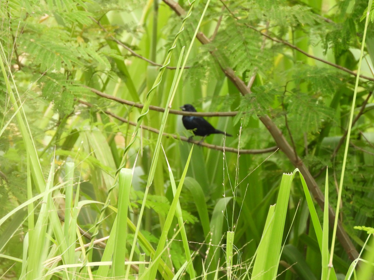 Blue-black Grassquit - ML643506204