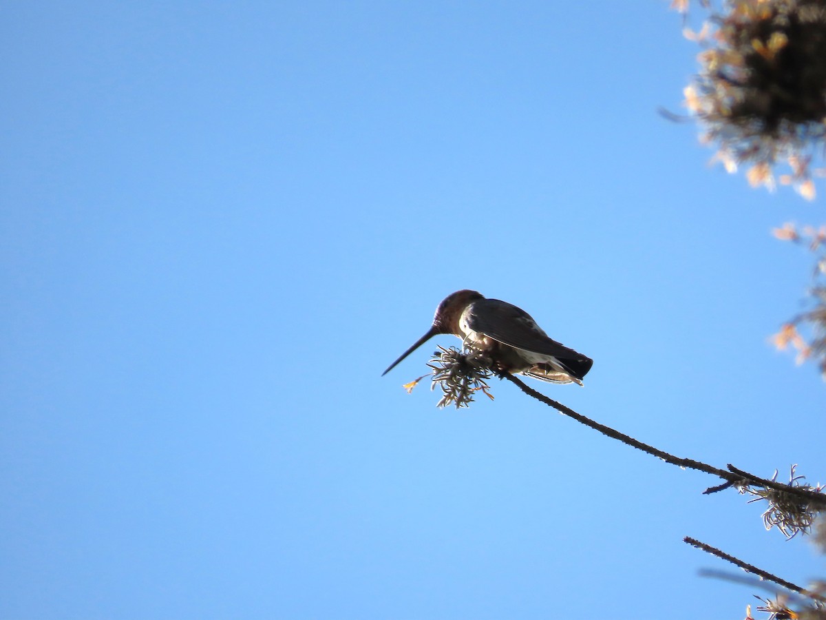 Giant Hummingbird - ML643506213