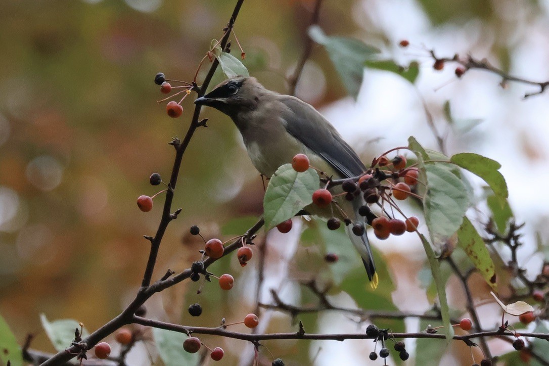 Cedar Waxwing - ML643506214