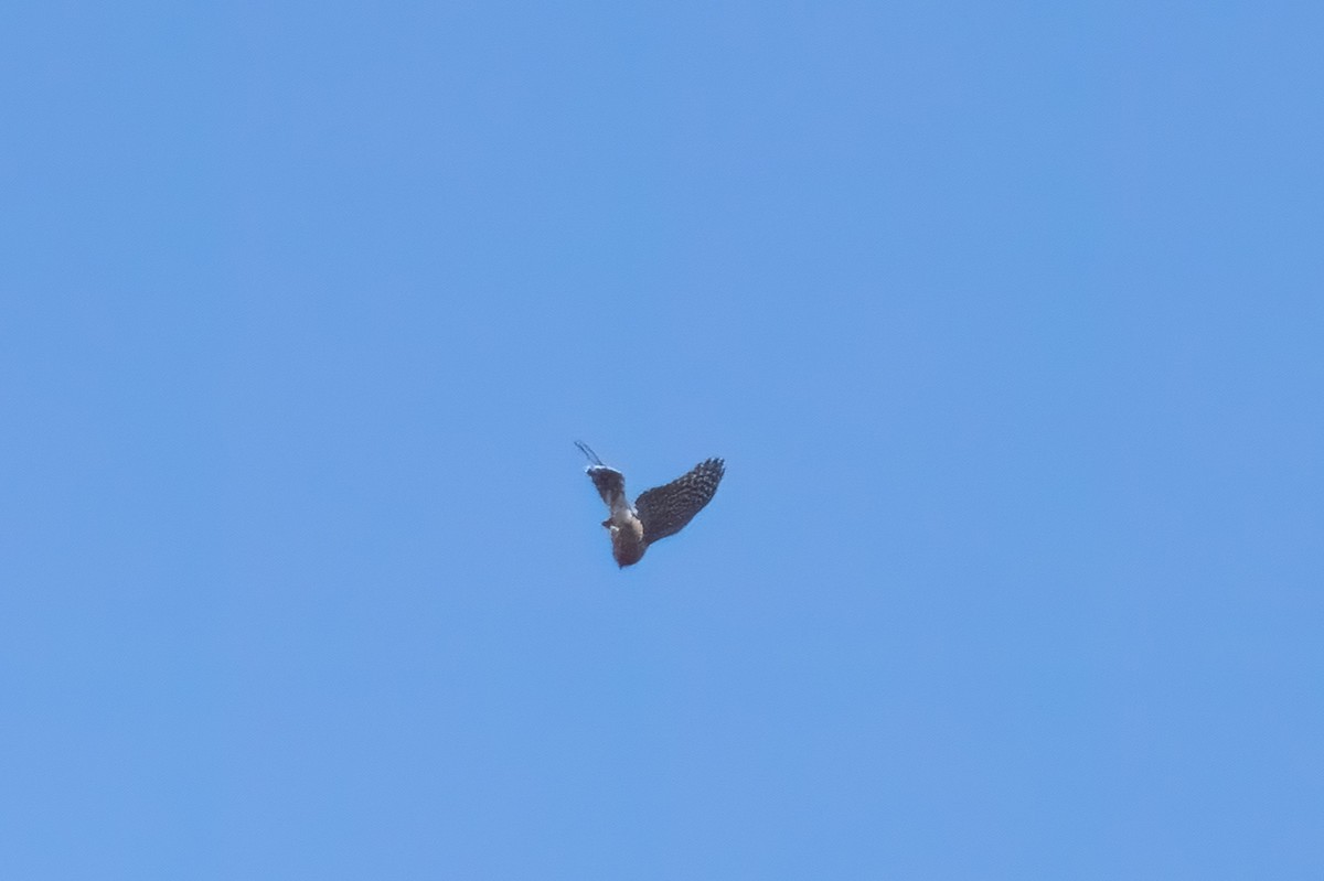 Cooper's Hawk - ML643506219