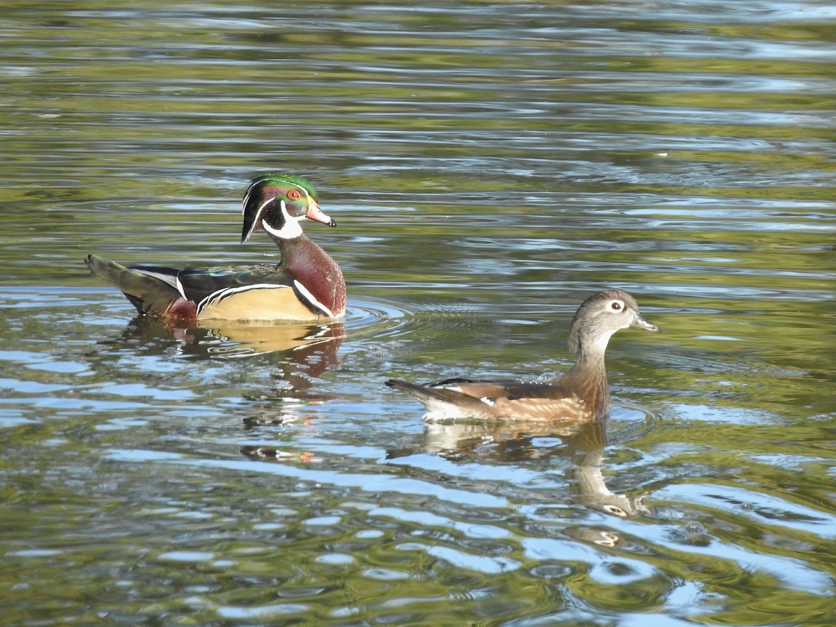 Wood Duck - ML643506220